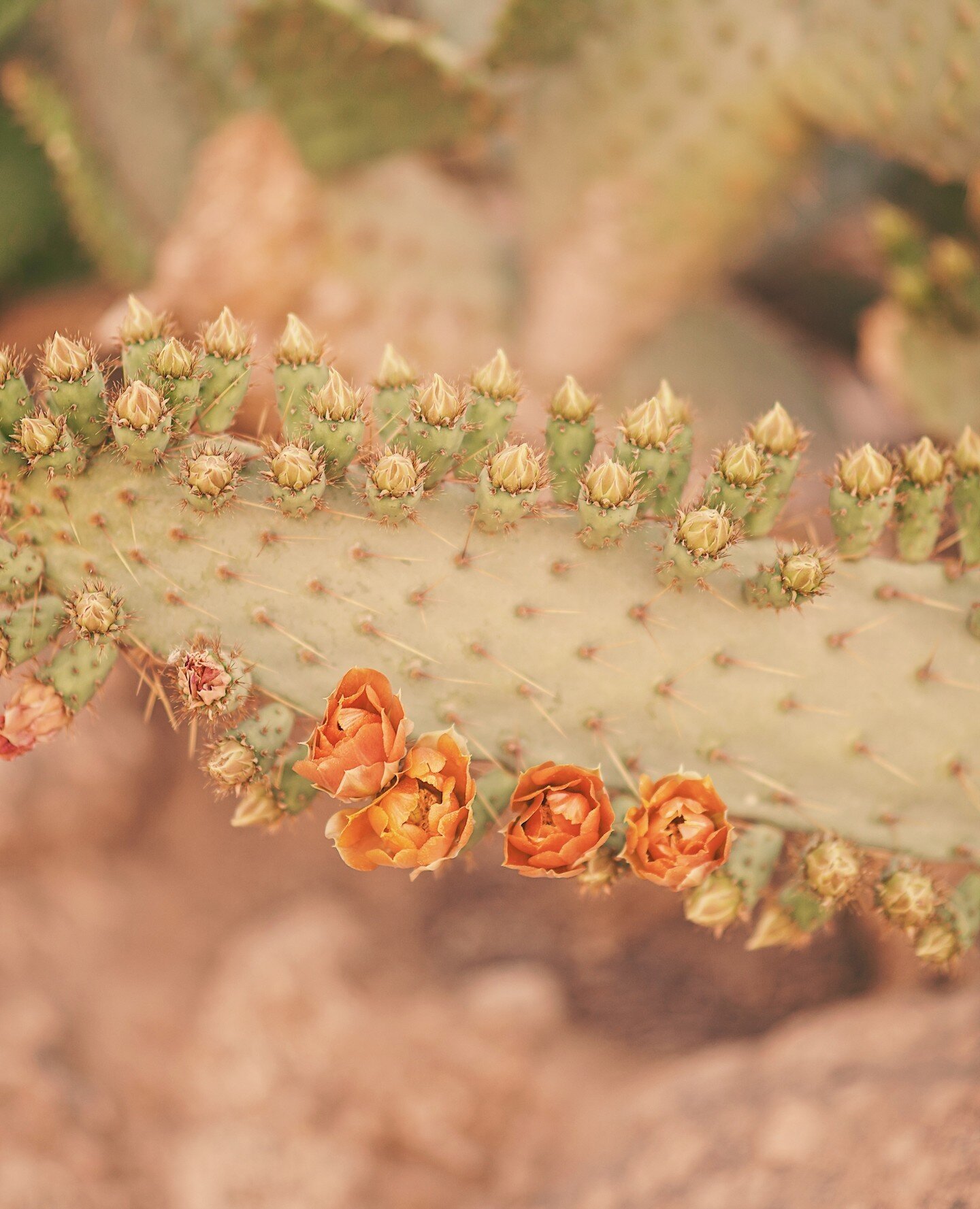 Few things feel as magical as cactus blooms.