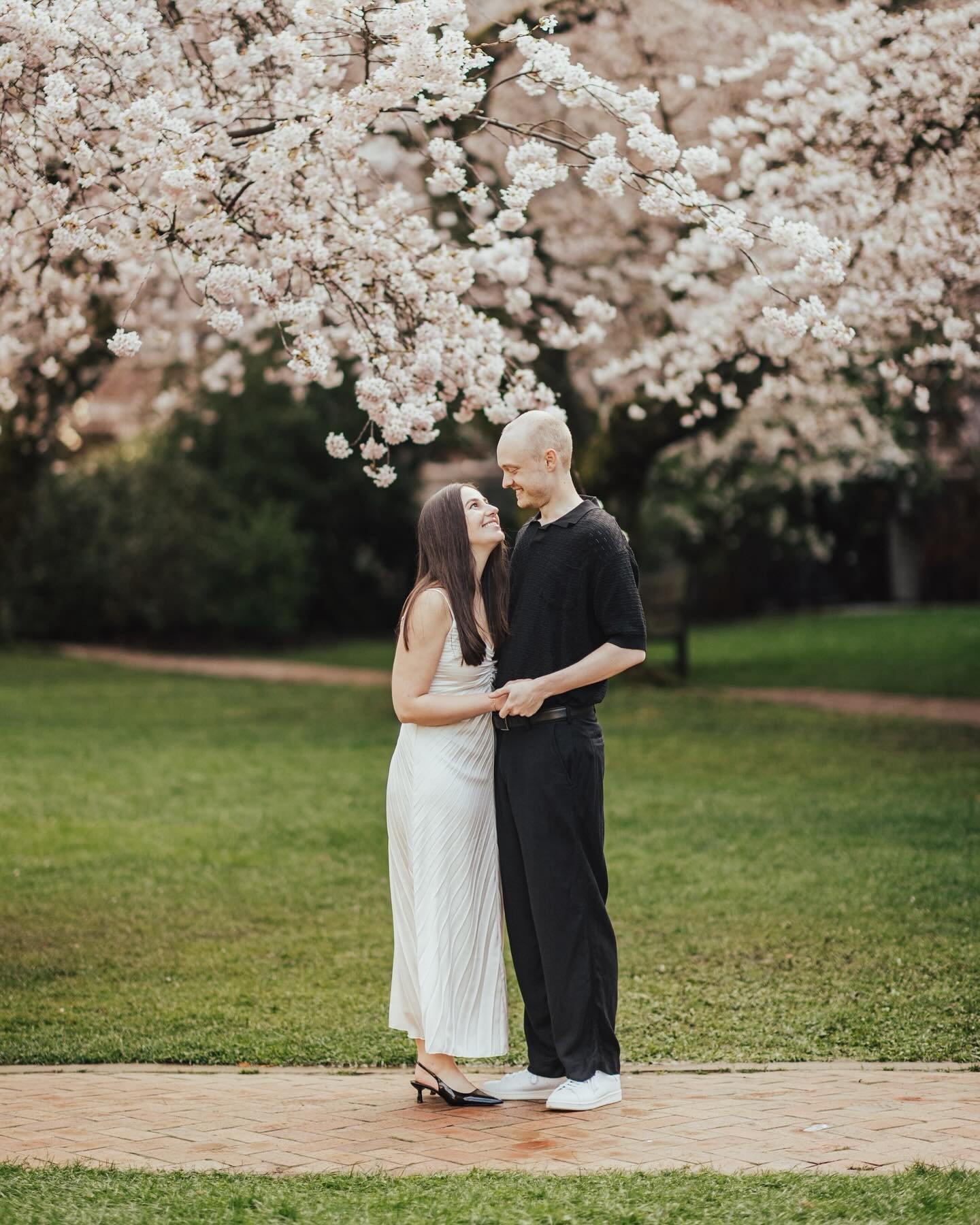 It&rsquo;s beautiful time of the year when the cherry blossoms show up. There&rsquo;s a sense of calmness about them, and it&rsquo;s a reminder that warmer days are ahead. And of course, one of the most epic spots for this scenery is the UW Quad. Tor