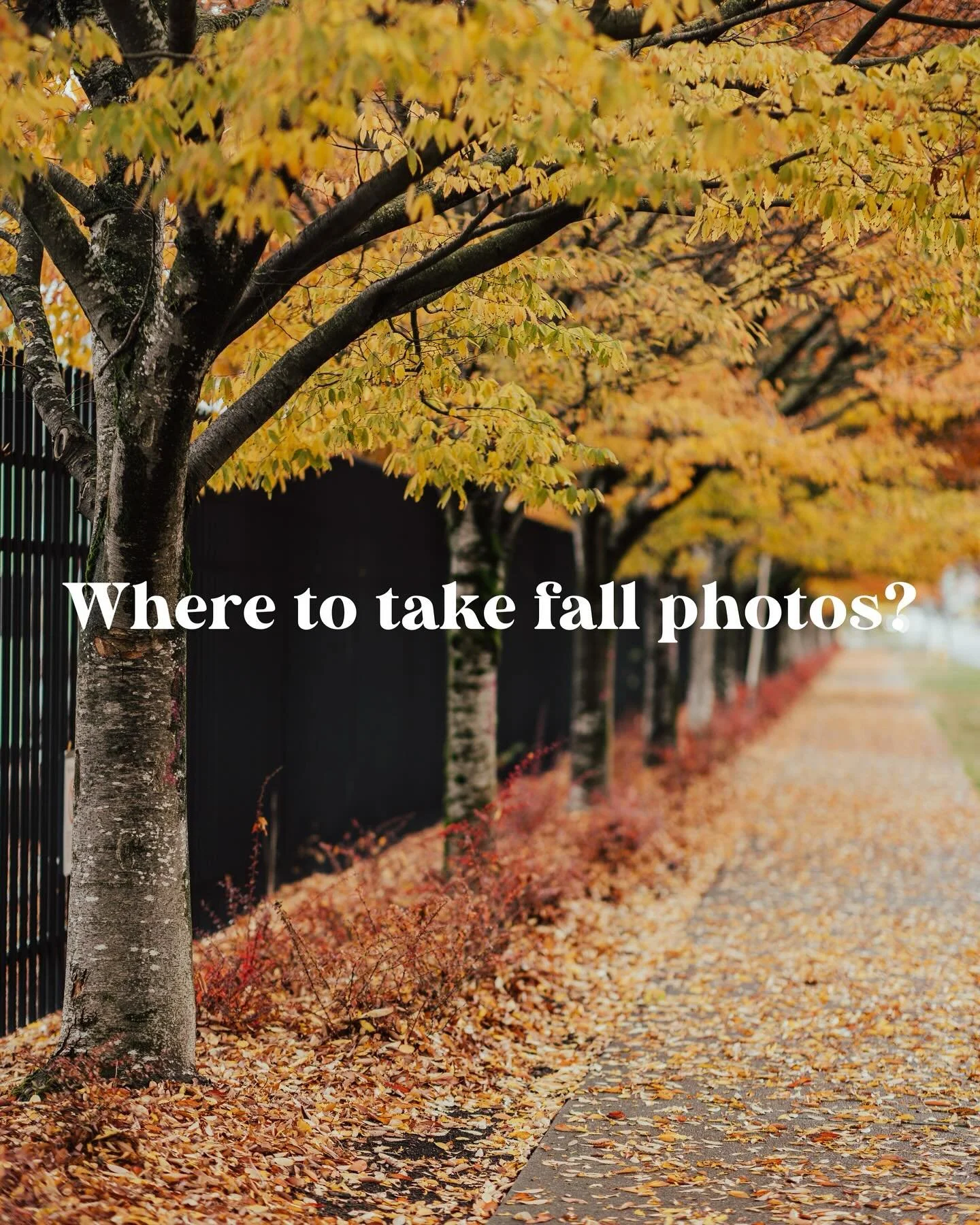 I&rsquo;ve been asked about some fall photoshoot location recommendations, and here are some that are always a hit.
&mdash;
#stevenzhangphotography #seattleweddingphotographer #seattleengagementphotographer #seattlefamilyphotographer #fallphotoshoot 