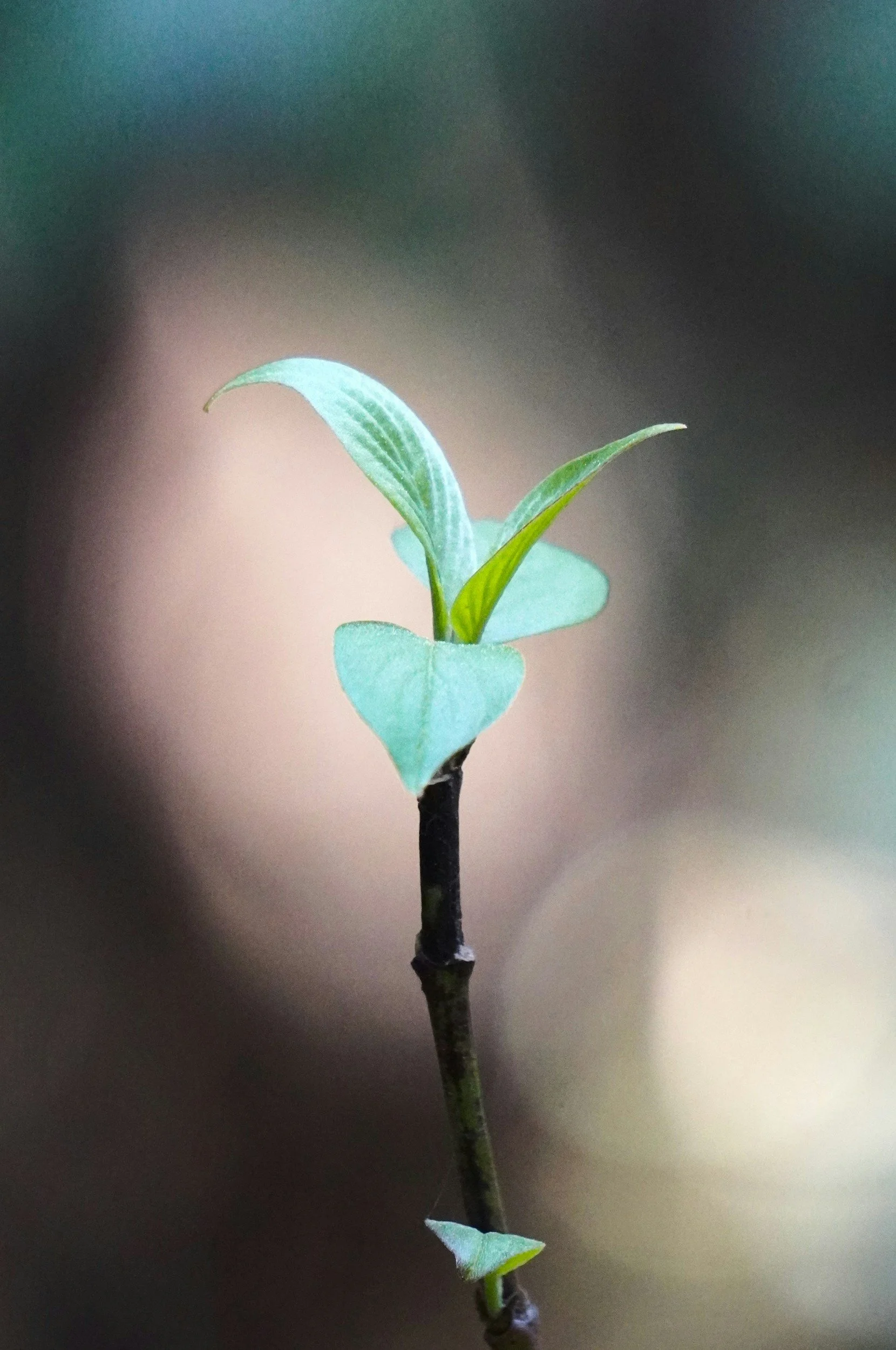 New green plant growth