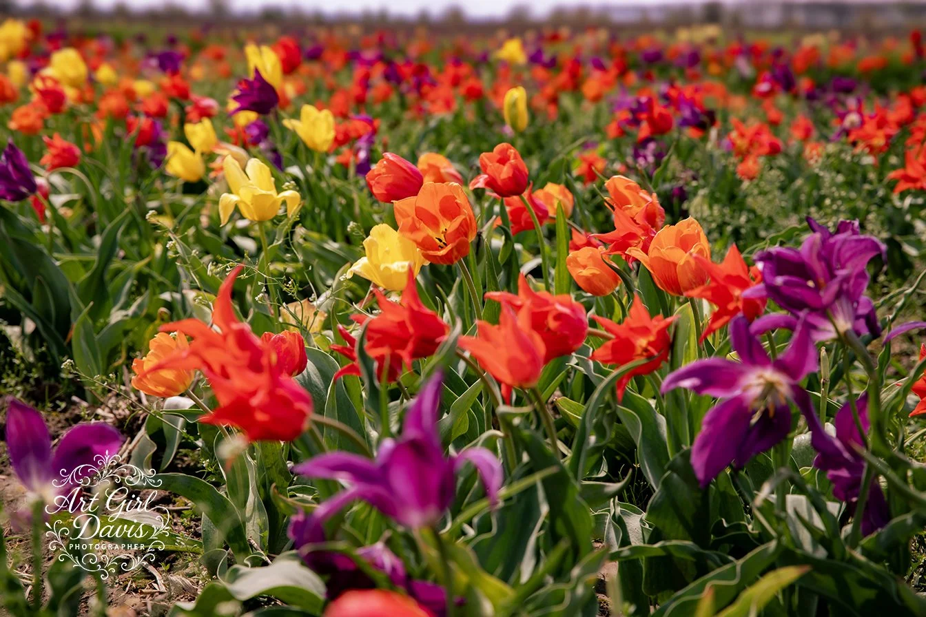 6C3A6032 copy.jpg