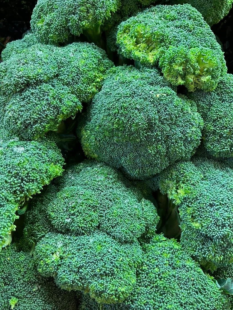 Broccoli