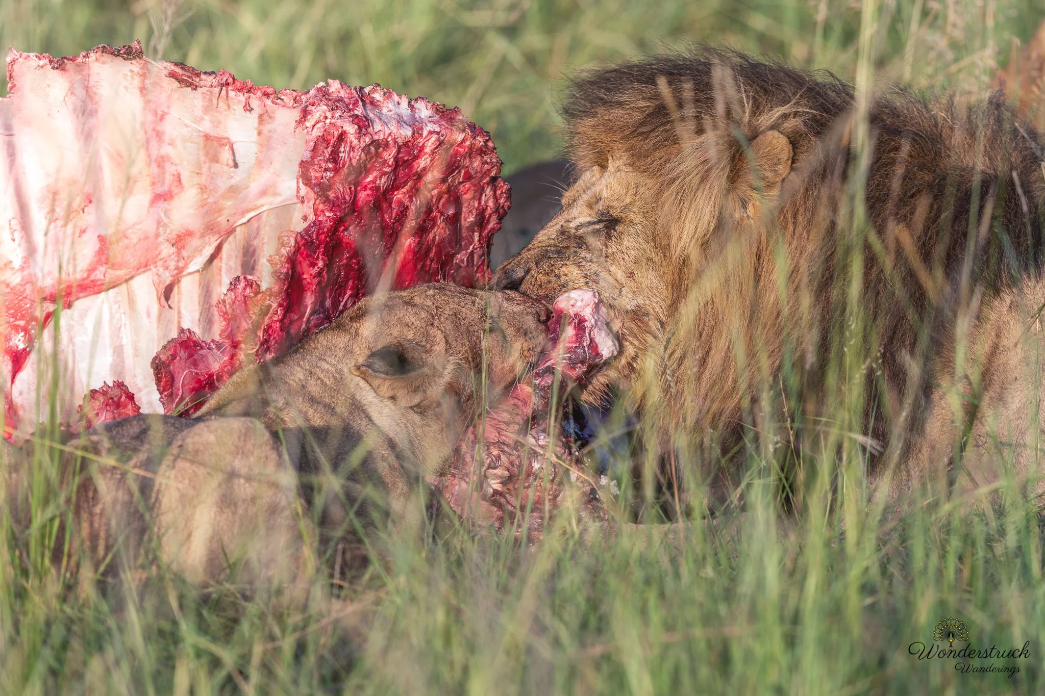 Masai_Mara_NP-3.jpg