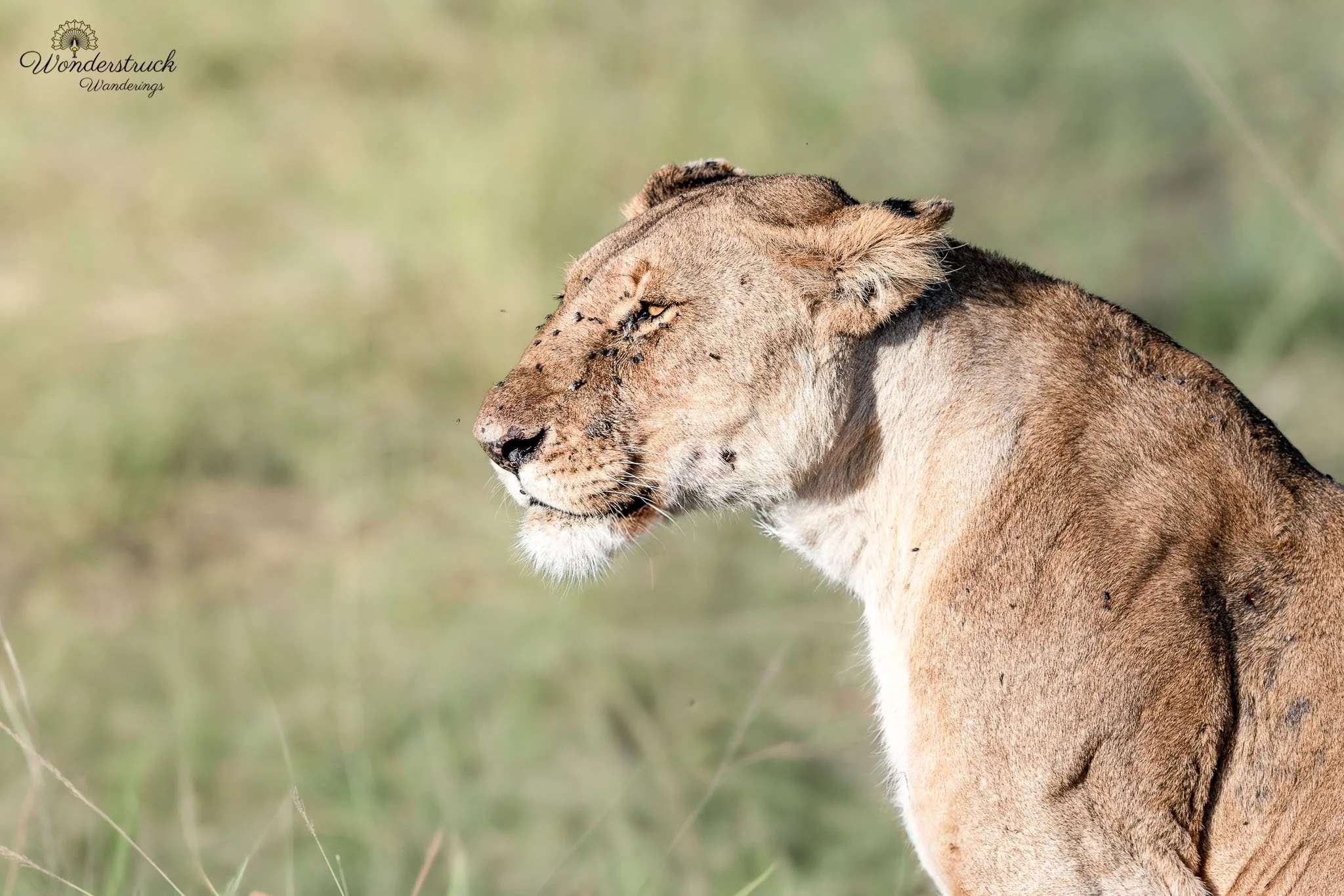 Masai_Mara_NP-11.jpg