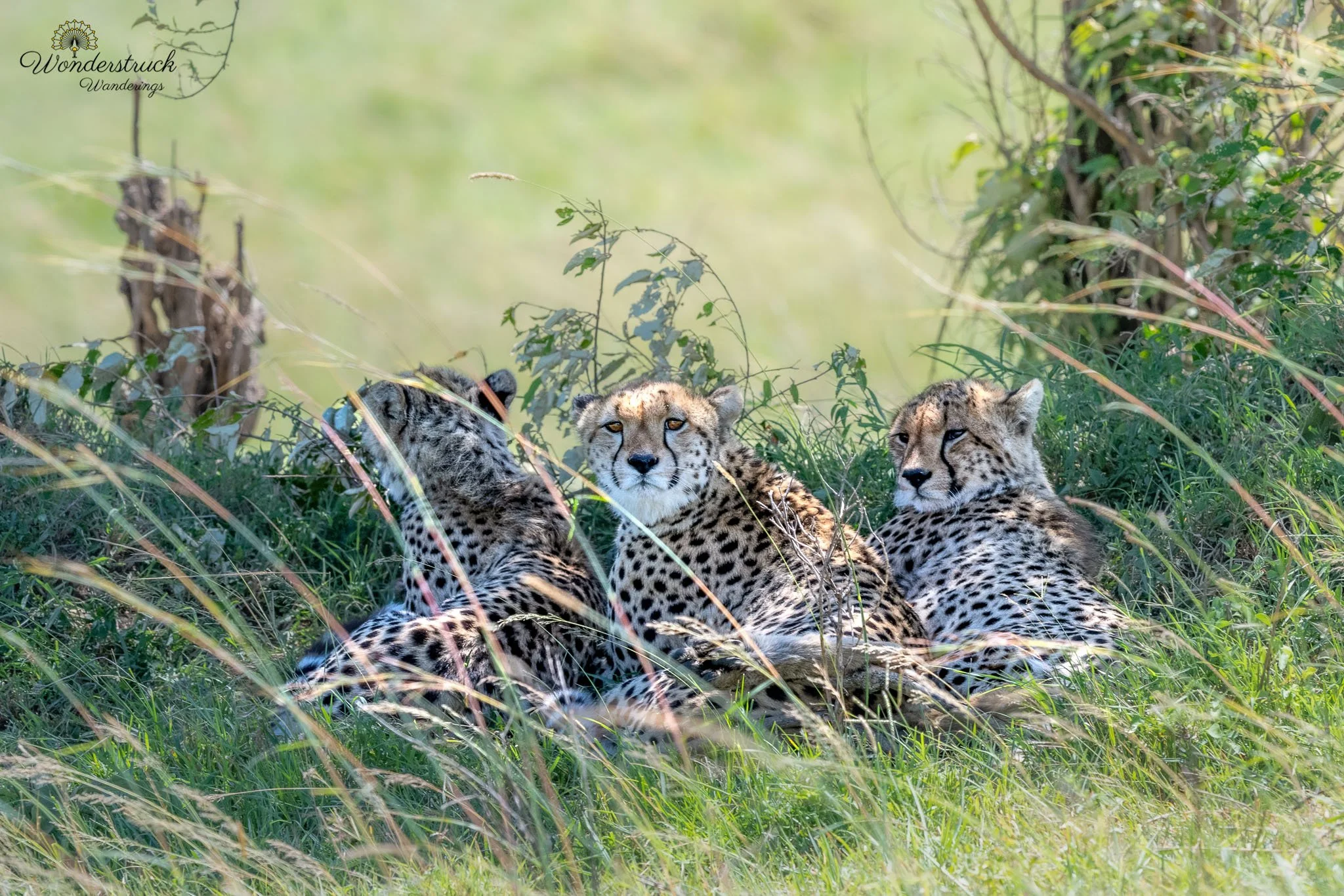 Masai_Mara_NP-55.jpg