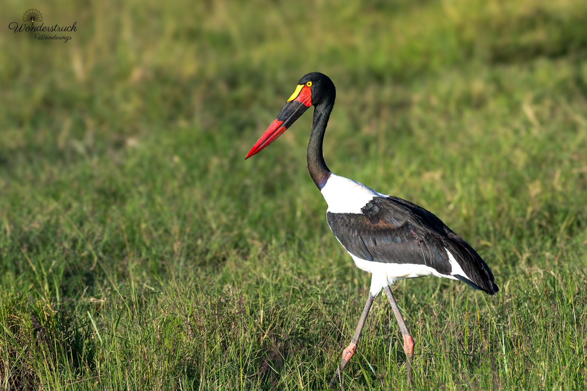Masai_Mara_NP-74.jpg