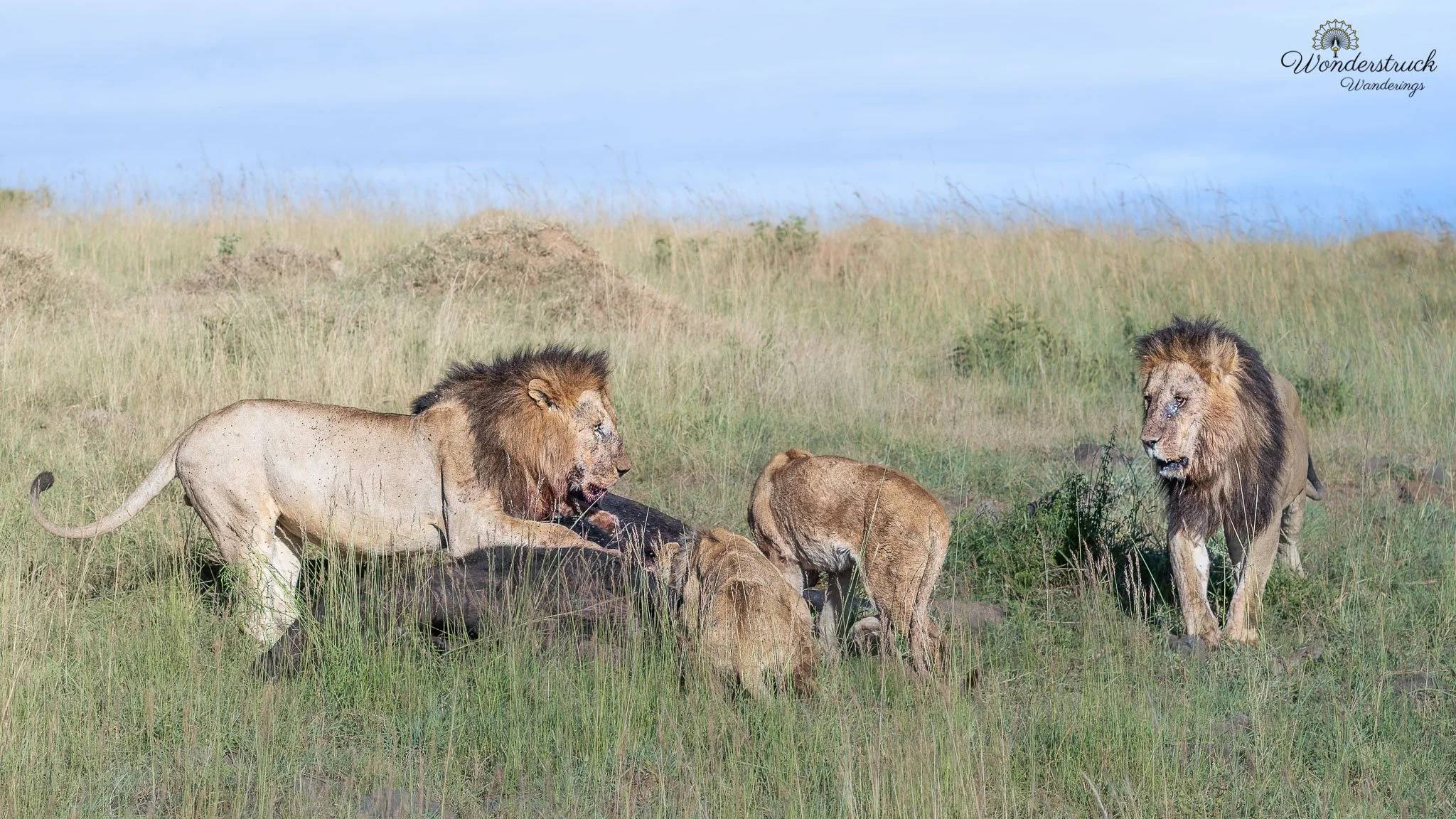 Masai_Mara_NP-207.jpg