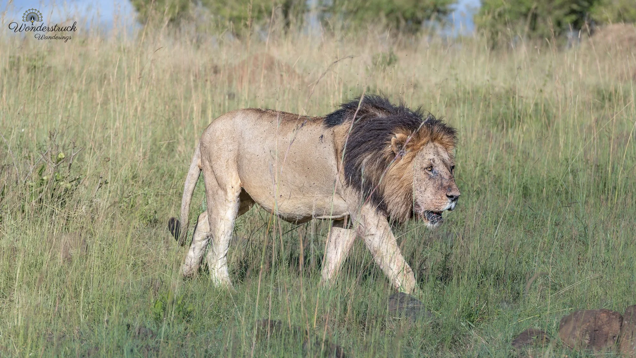 Masai_Mara_NP-215.jpg