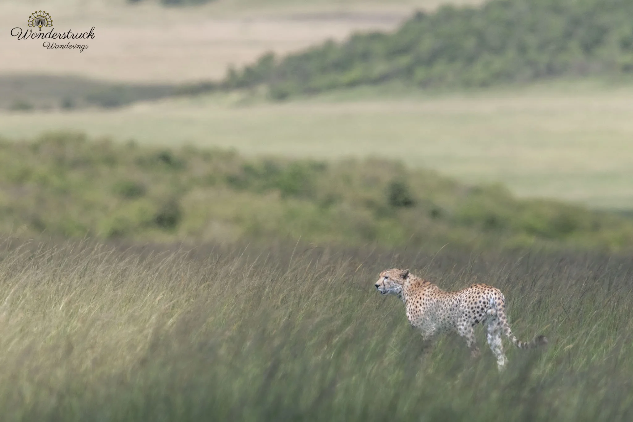 Masai_Mara_NP-337.jpg