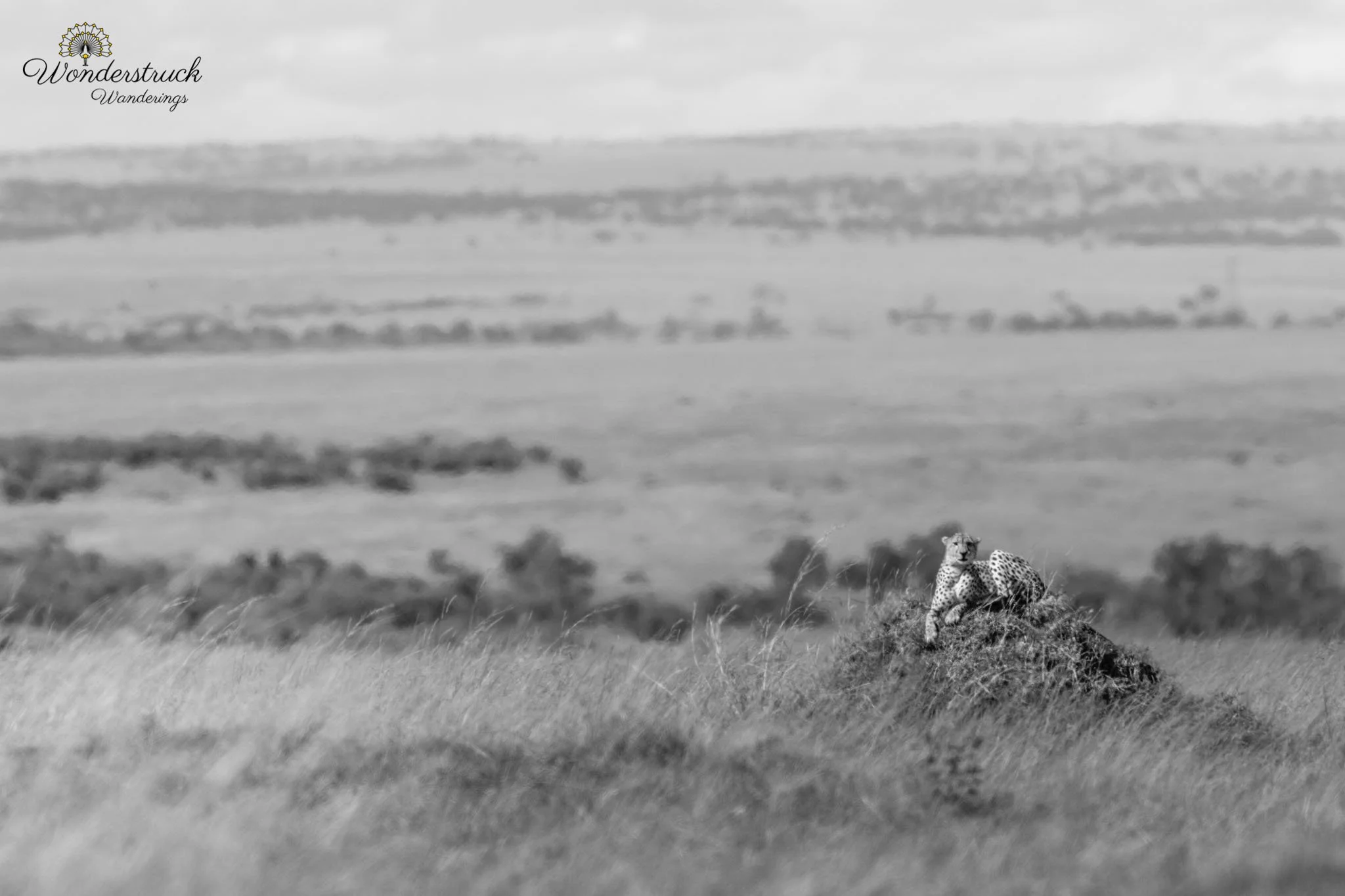 Masai_Mara_NP-333.jpg