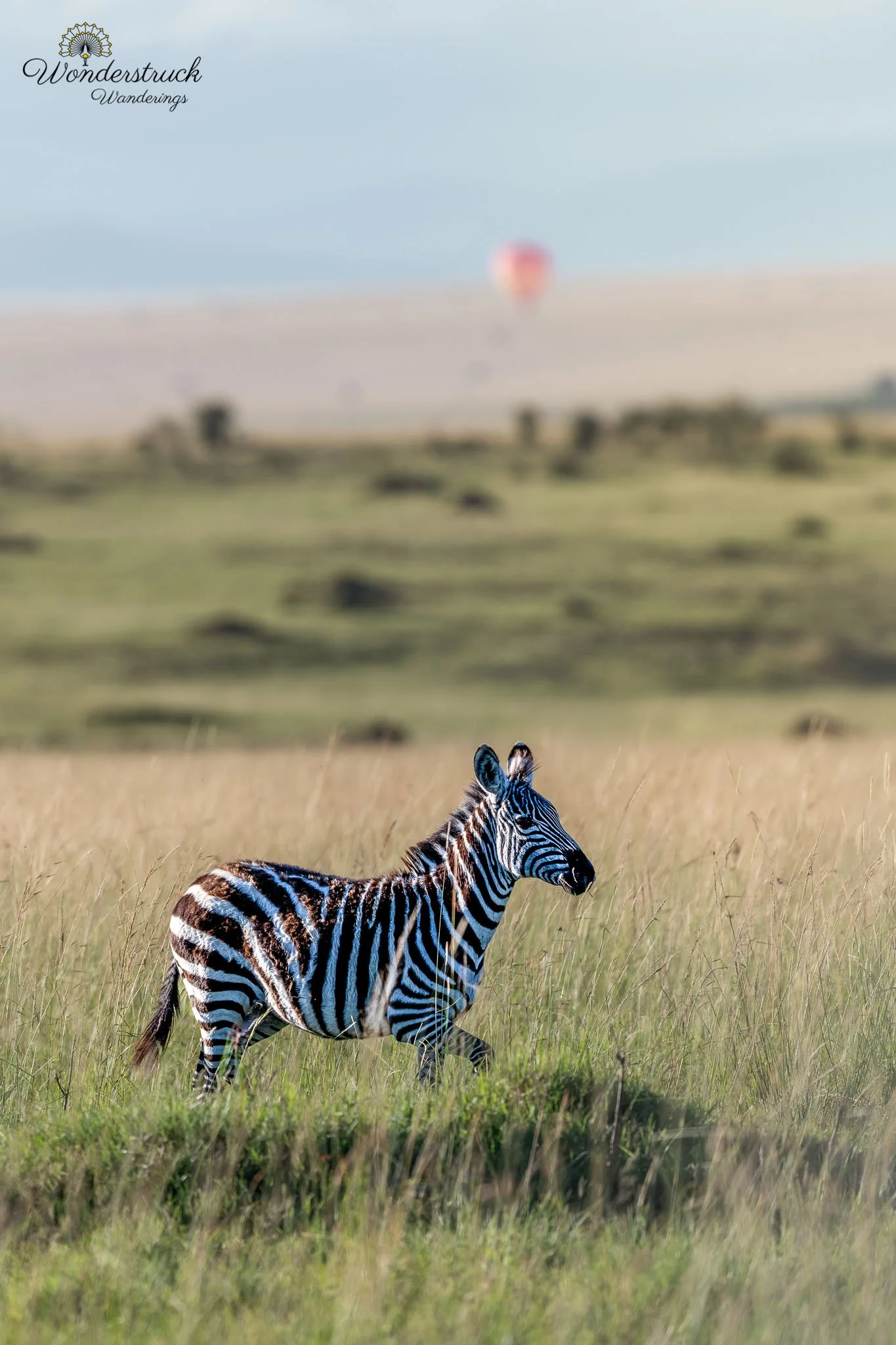 Masai_Mara_NP-304.jpg