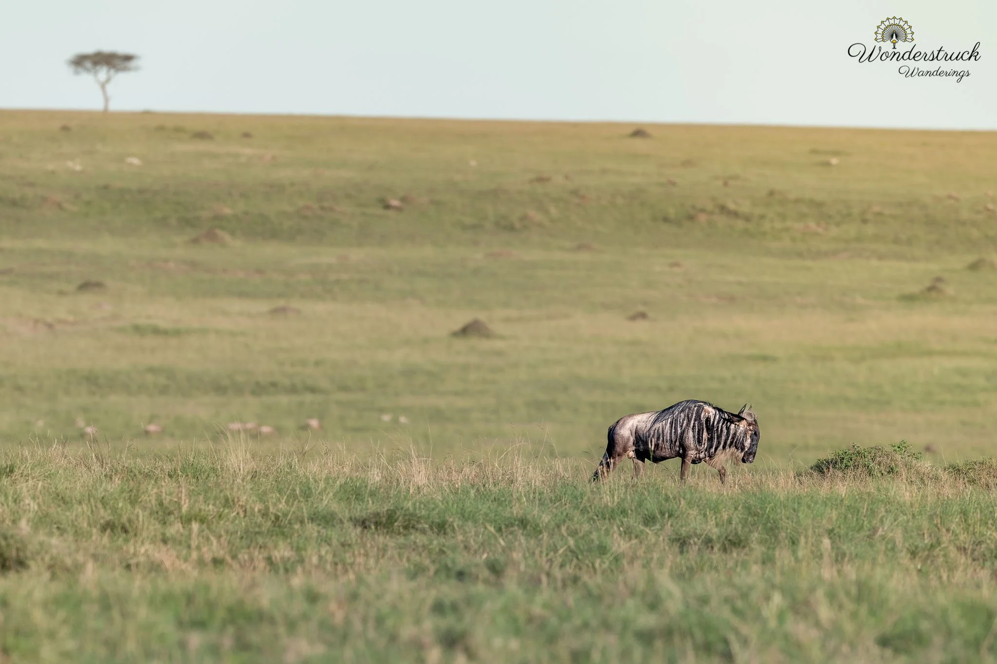 Masai_Mara_NP-305.jpg