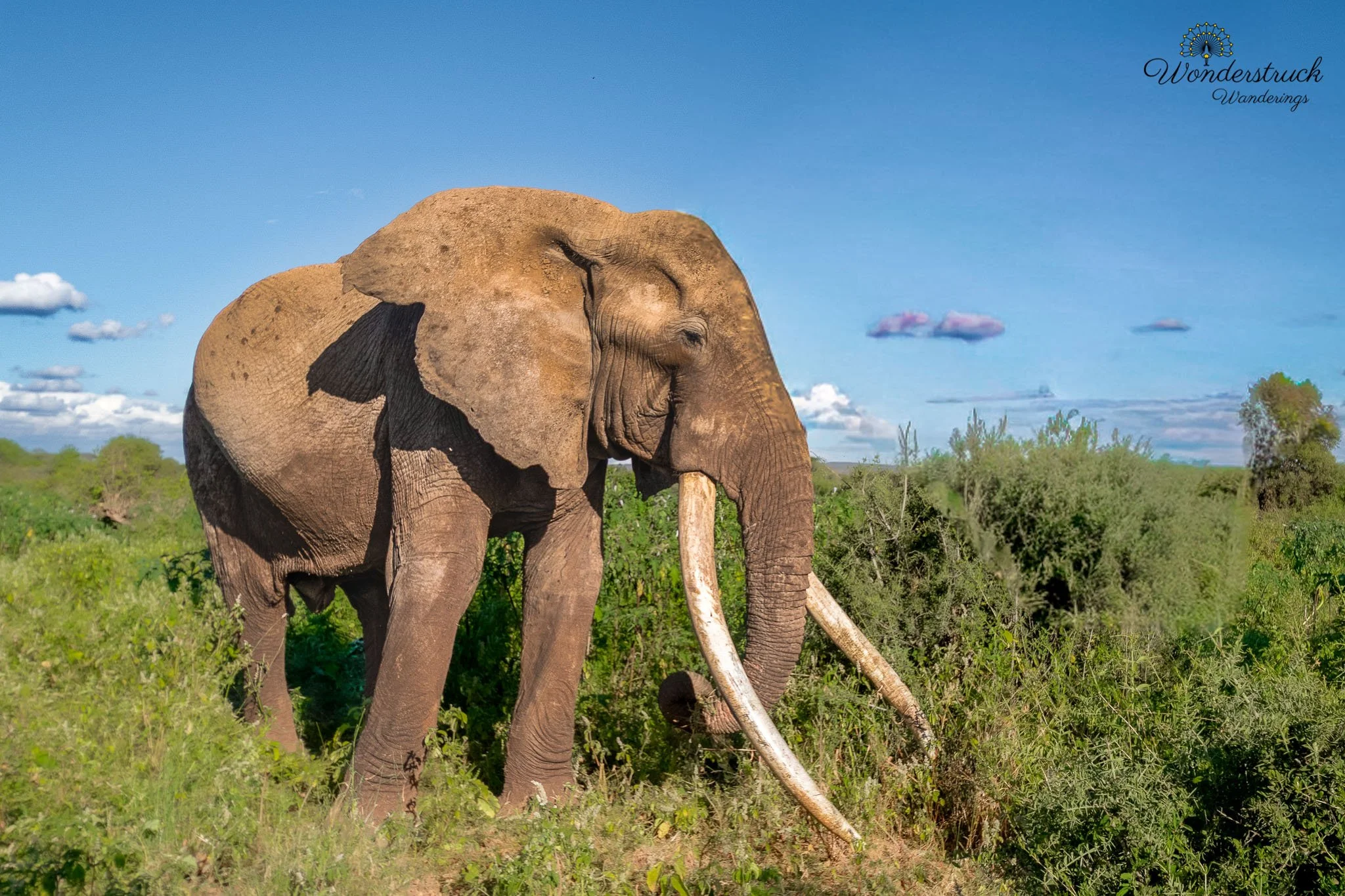 Amboseli_NP-14.jpg