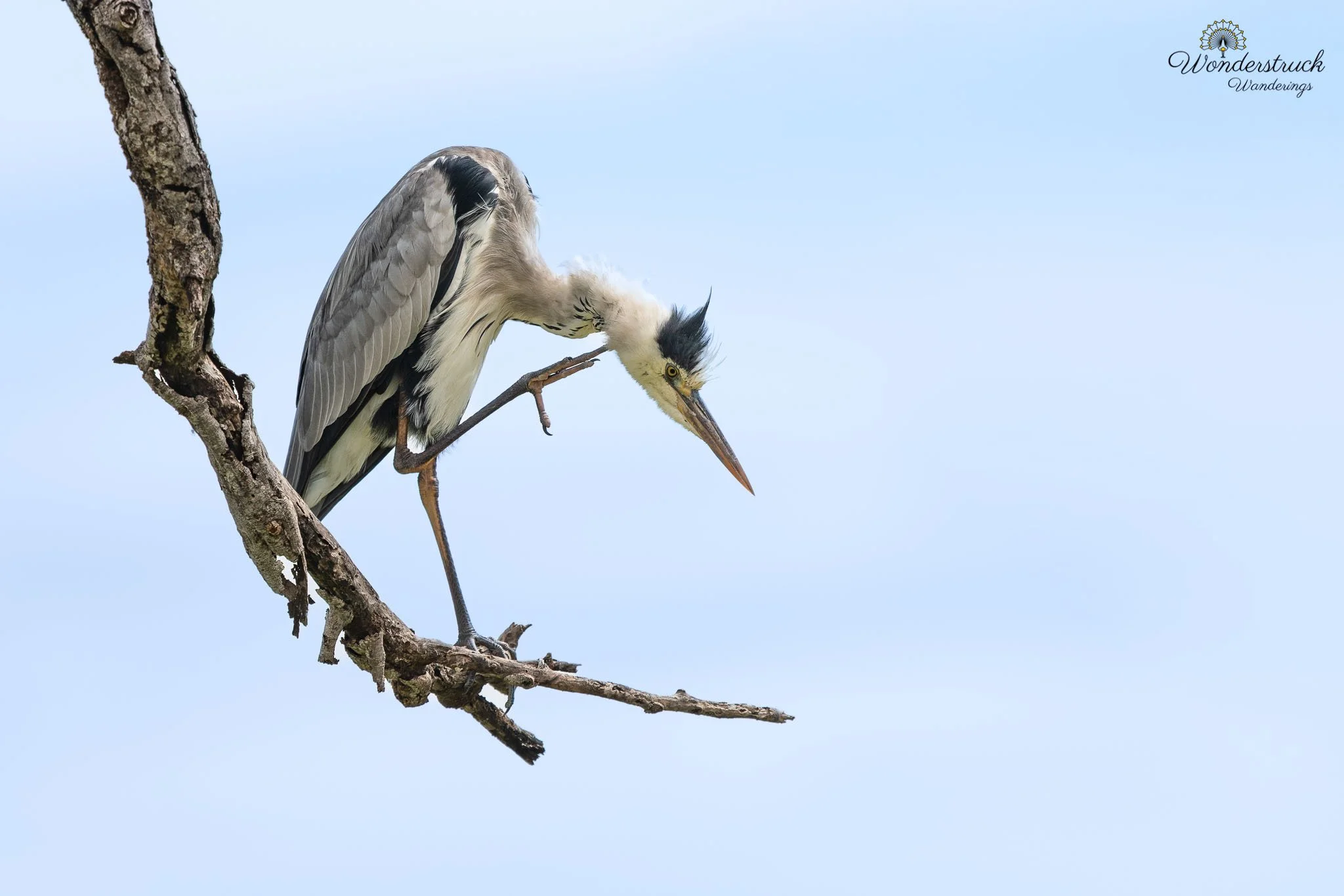 Amboseli_NP-07.jpg