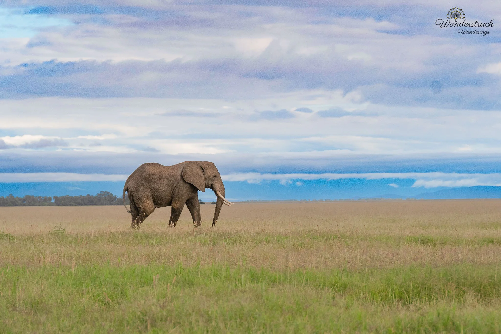 Amboseli NP-089.jpg
