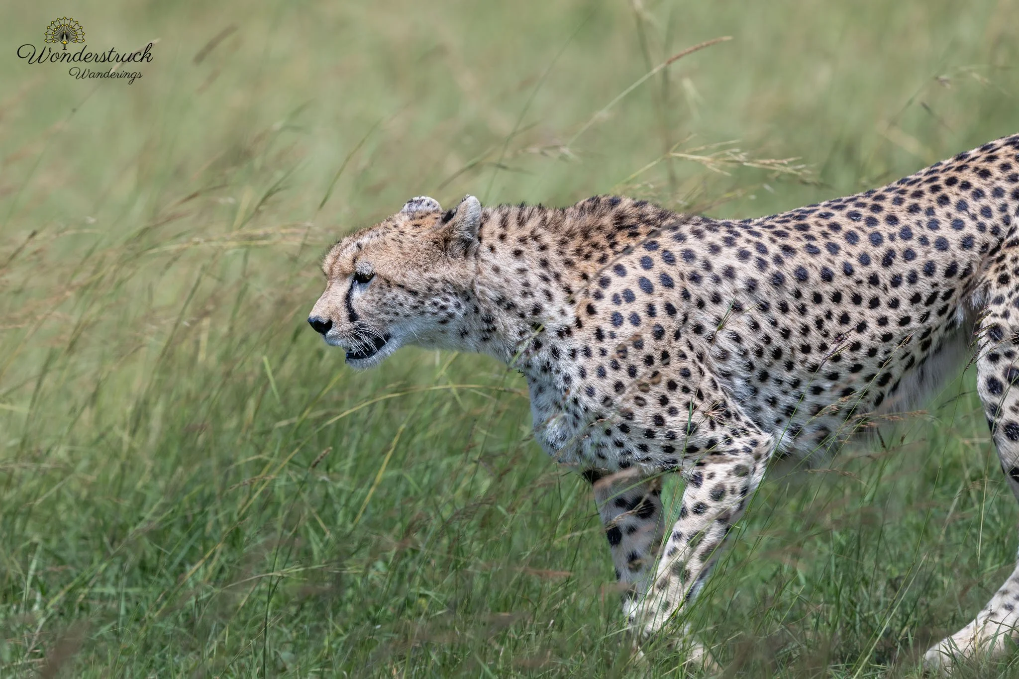 Masai_Mara_NP-344.jpg