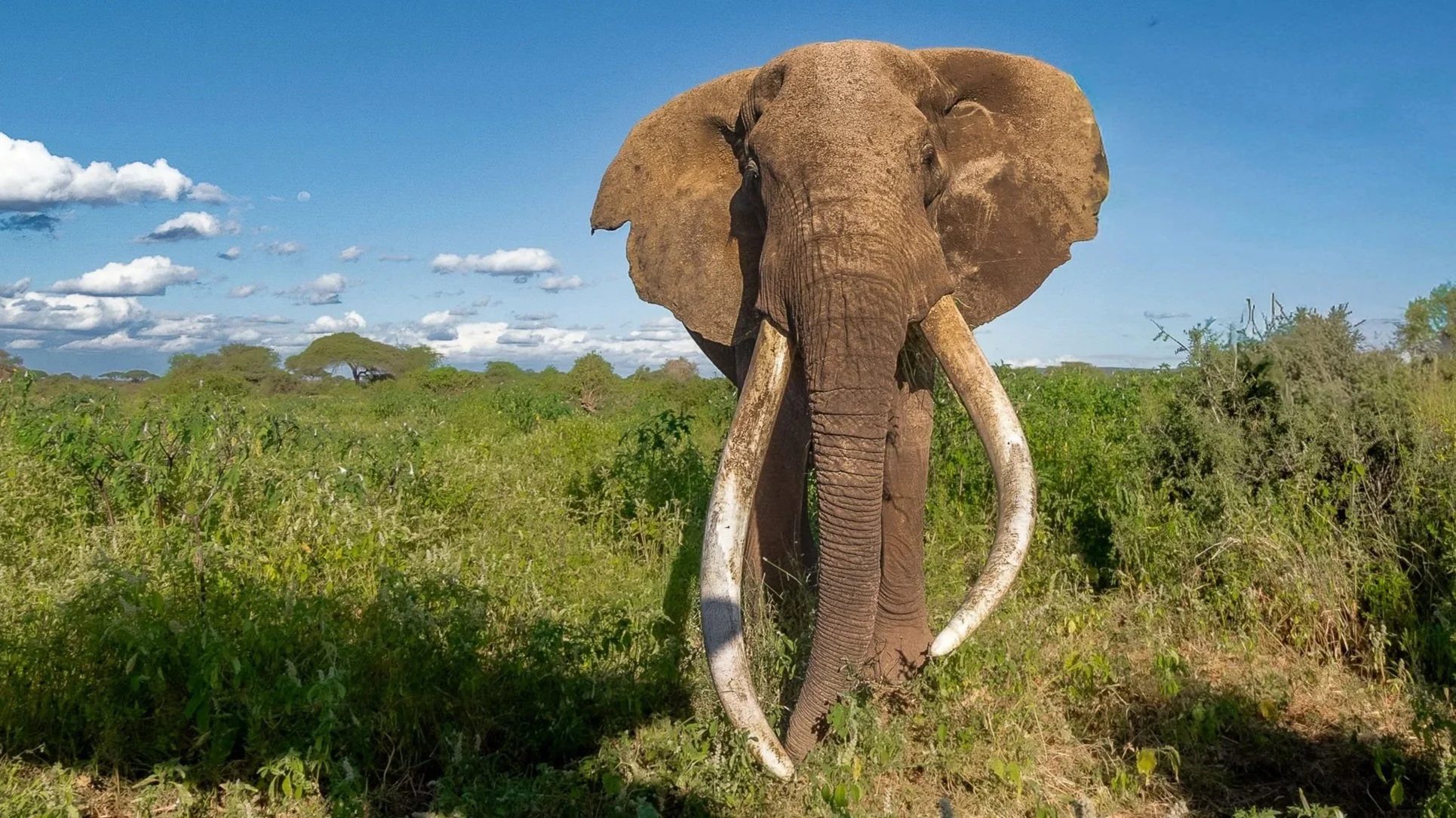 Epic 8 Day Kenya Safari Adventure, Masai Mara, Amboseli & Nairobi National Park