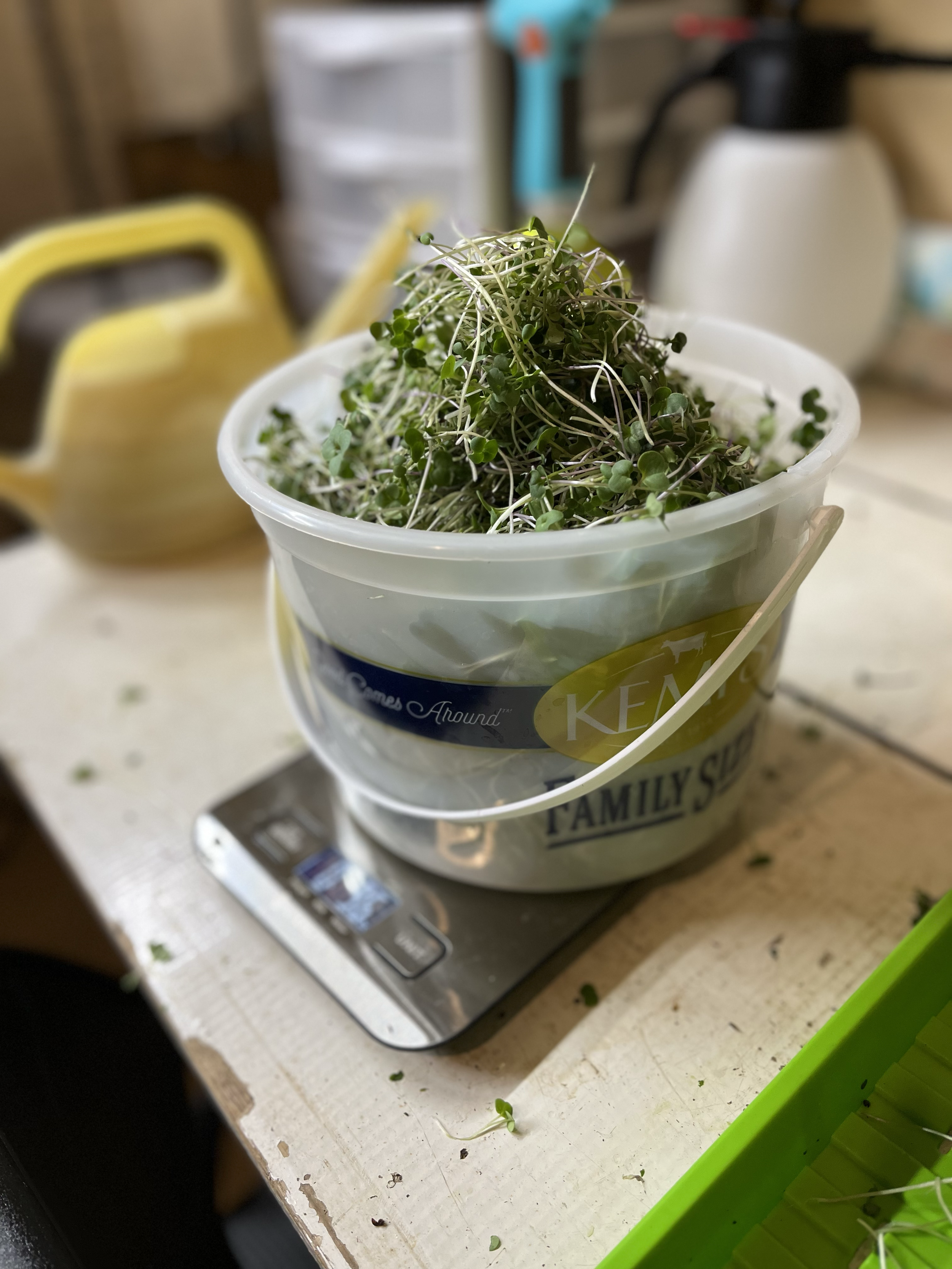 A bucket filled with fresh microgreens placed on a digital kitchen scale, with a yellow watering can and other gardening tools in the background.