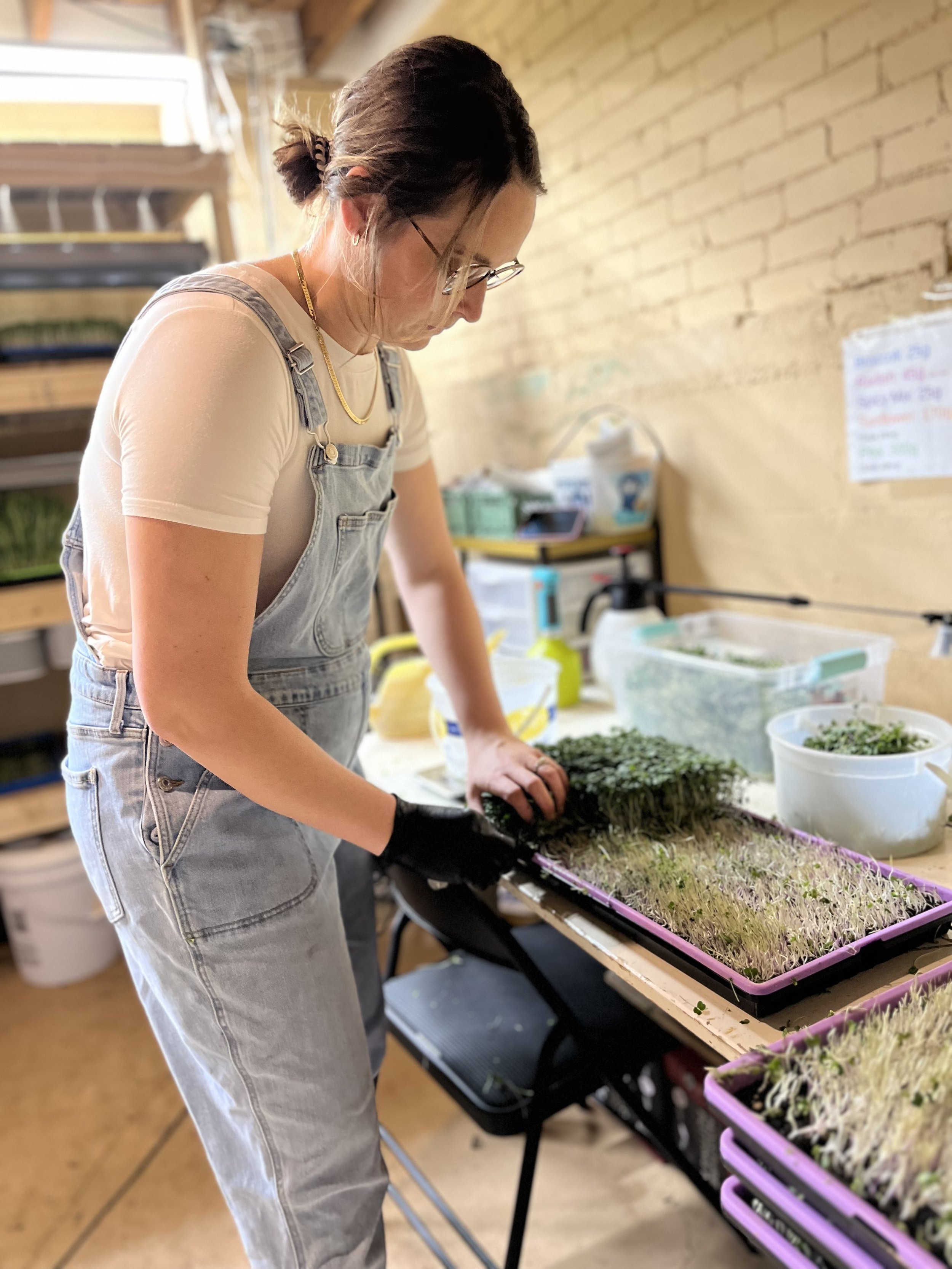 Person wearing denim overalls and a white shirt tending to microgreens on trays indoors.