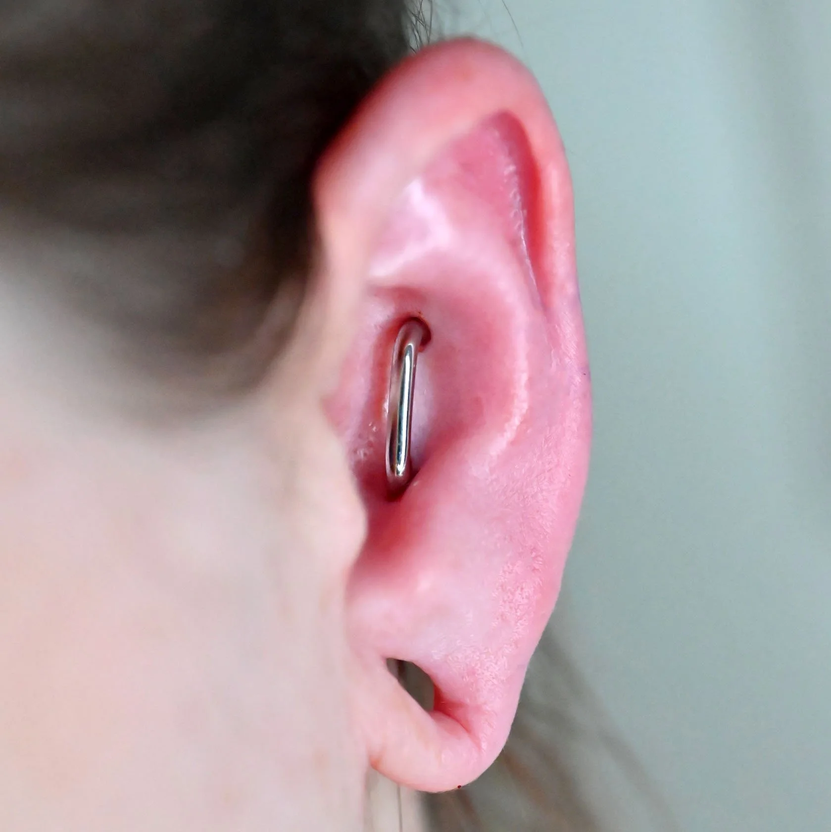 conch orbital pierced by dee with a high polish implant grade titanium d-ring from anatometal.  conch orbital pierced at coven body arts in calgary, alberta. double conch piercings connected by a ring 