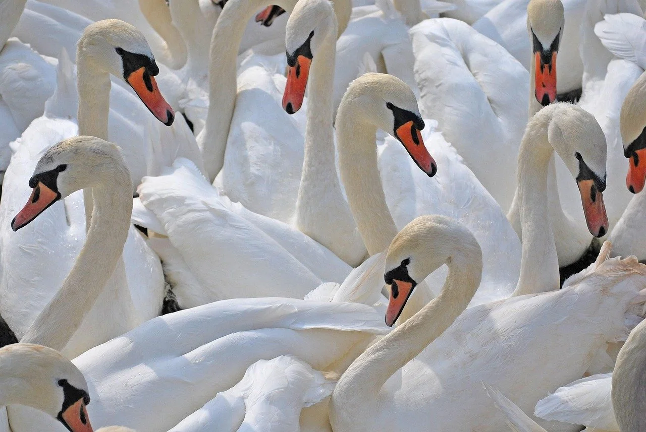 scozzy-swans-2441378_1280.jpg