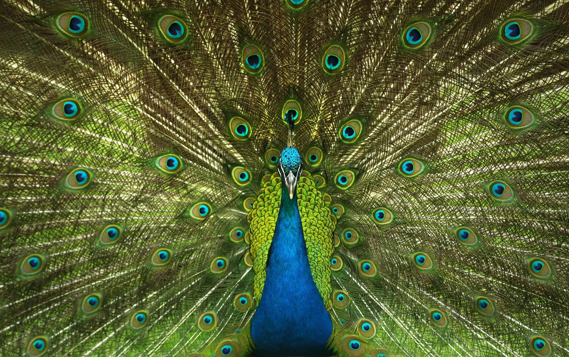 peacock-4746848_1920.jpg