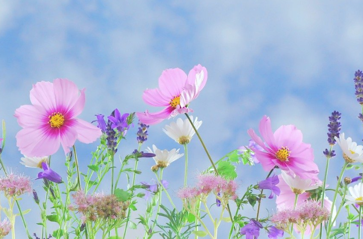 French Summer Camp, Week 2: Wonders of Nature (ages 5-13); M-F: July 13, 2026-July 17, 2026: 9:00am-12:00pm