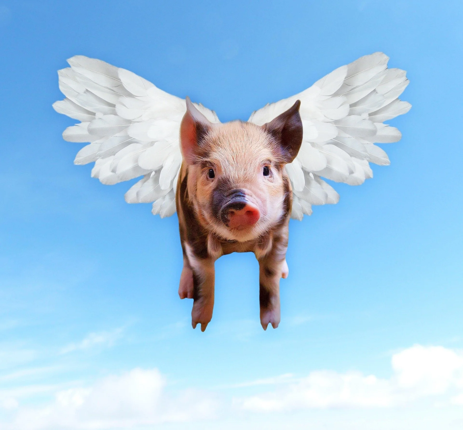 pigs-1520968_1920.jpg
