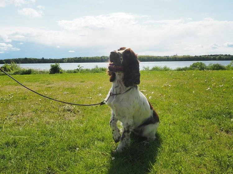 NATIONAL UDSTILLING I KØGE 15.MAJ 2016
