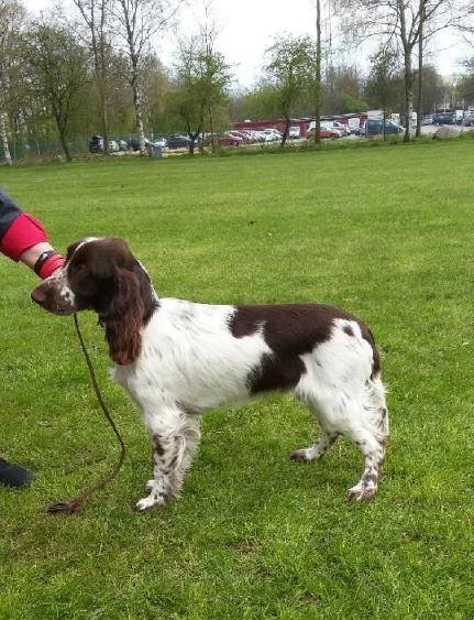 MR. DARCY'S FØRSTE UDSTILLING