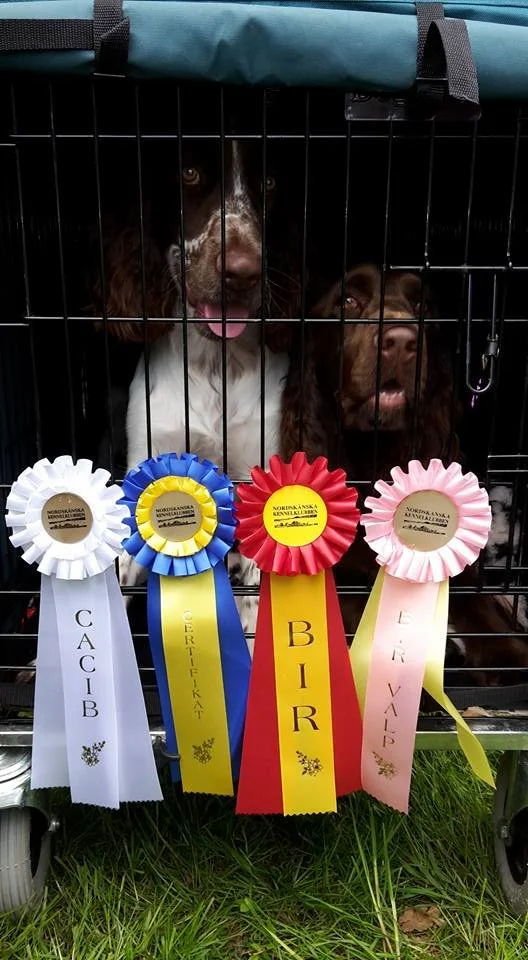 INTERNATIONEL UDSTILLING HASSLEHOLM 2016