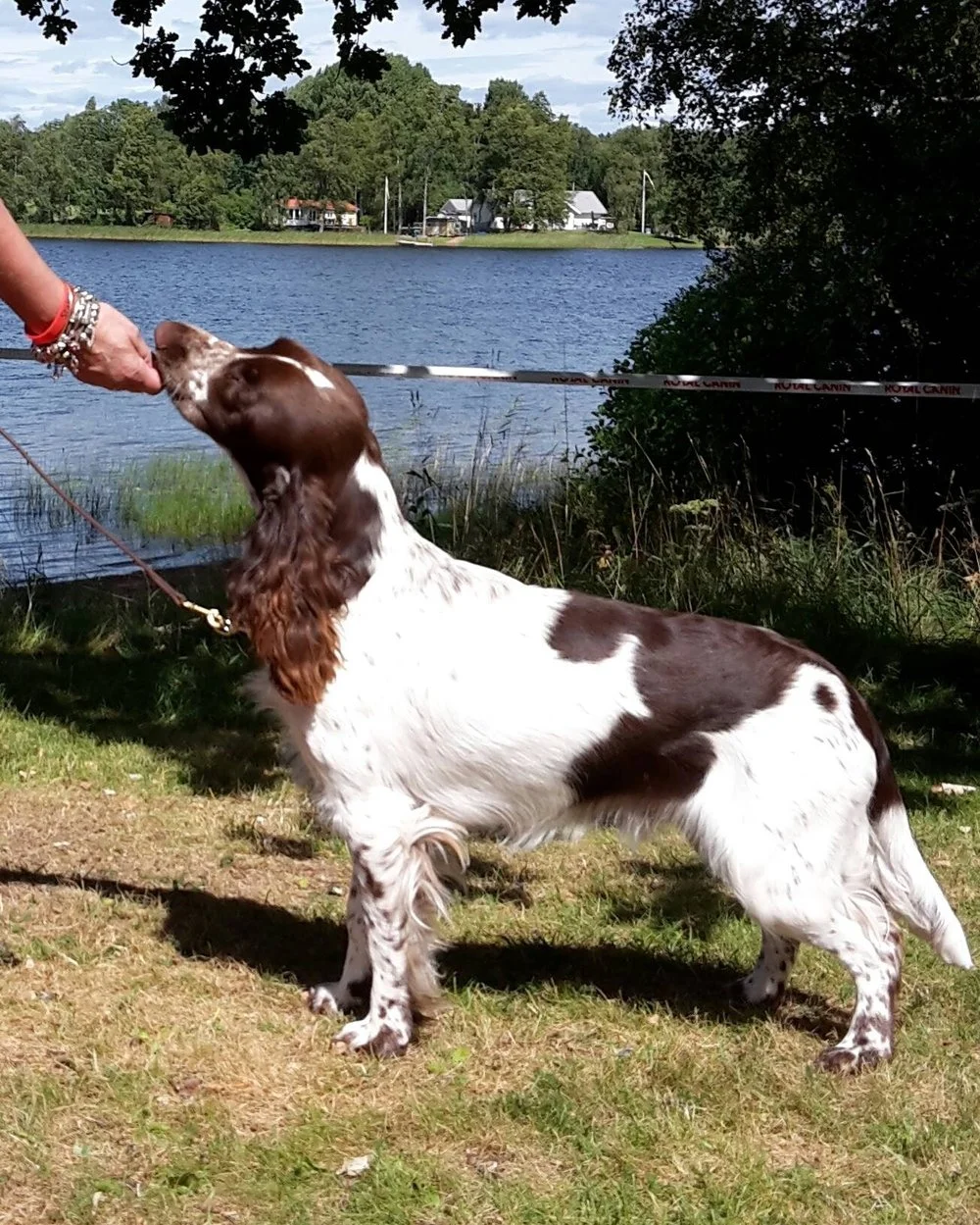 MR. DARCY 9 MÅNEDER I EKSJÖ