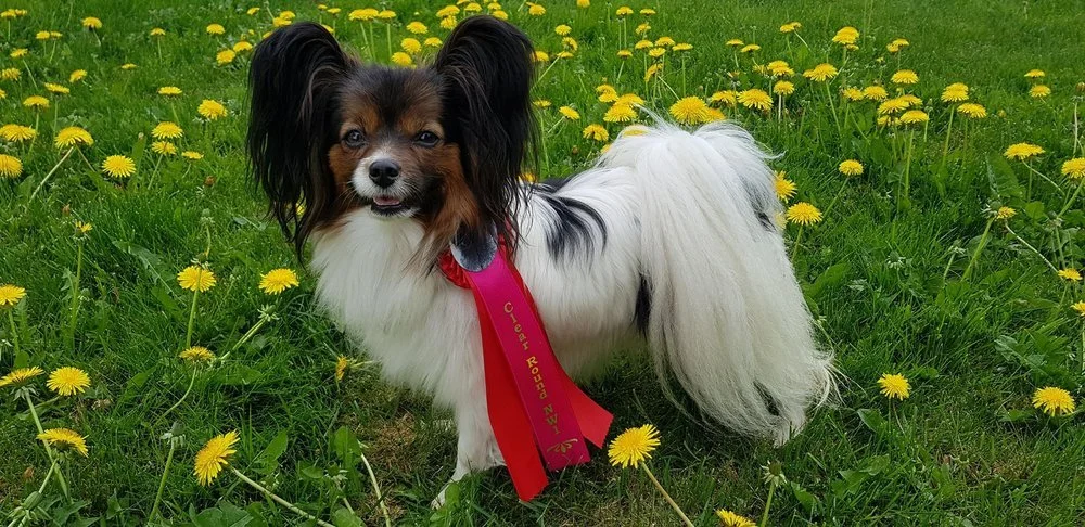 ALMA VANDT ROSET TIL UOFFICIEL NOSEWORK PRØVE