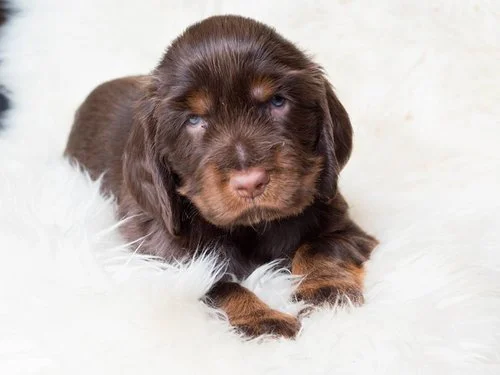 HVALPENE ER NU 4 UGER!