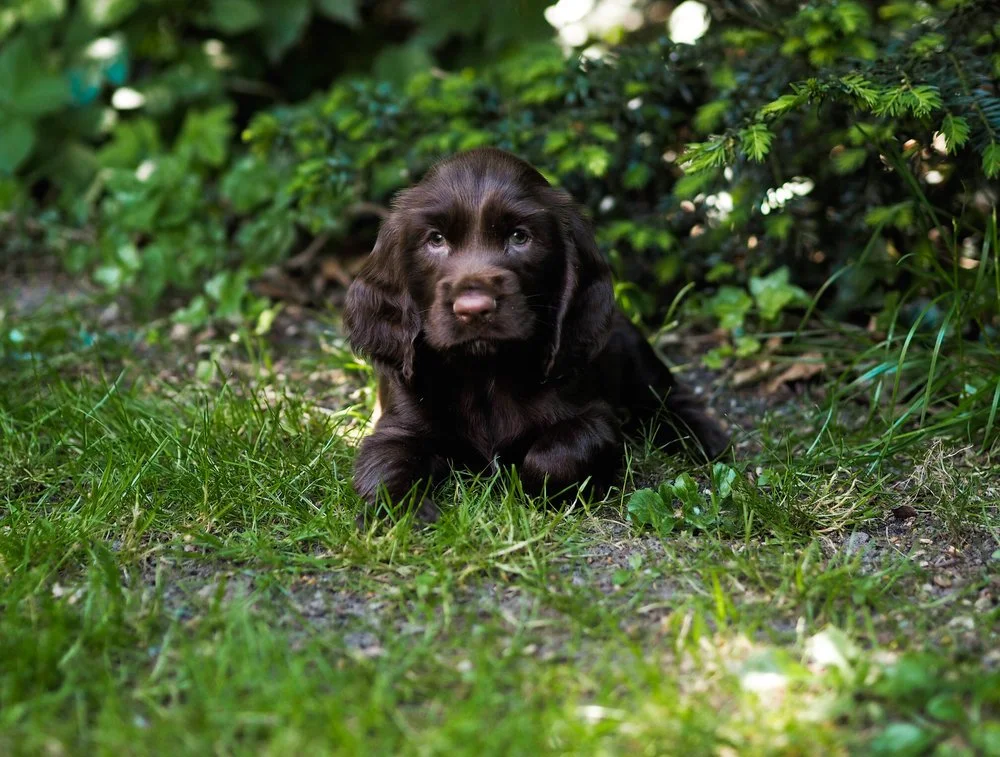 HVALPENE ER NU NÆSTEN 6 UGER
