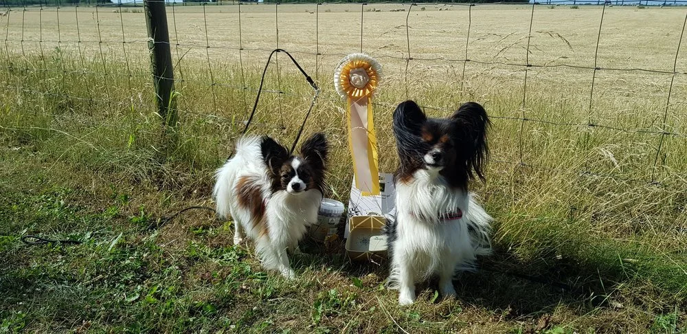 NOSE WORK PRØVE FOR BANDITTEN OG ALMA