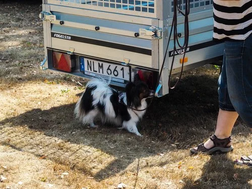 ALMA PÅ NOSE WORK PRÖVE I ÖRKELLJUNGA