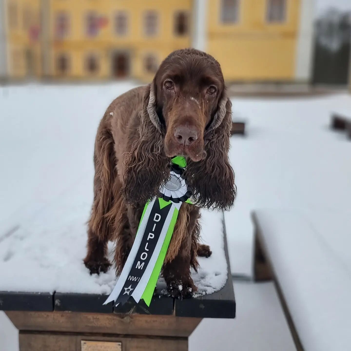 Ginnie did it again! 3rd diploma in a row on containers and she is now ready for NW2 container speciality 😁

100 points, 0 faults and 1 SSE 😄

#noseworkdog #noseworkcompetition #fieldspanielsofinstagram @field.spanielklubben #lovemydog #bestinthewo