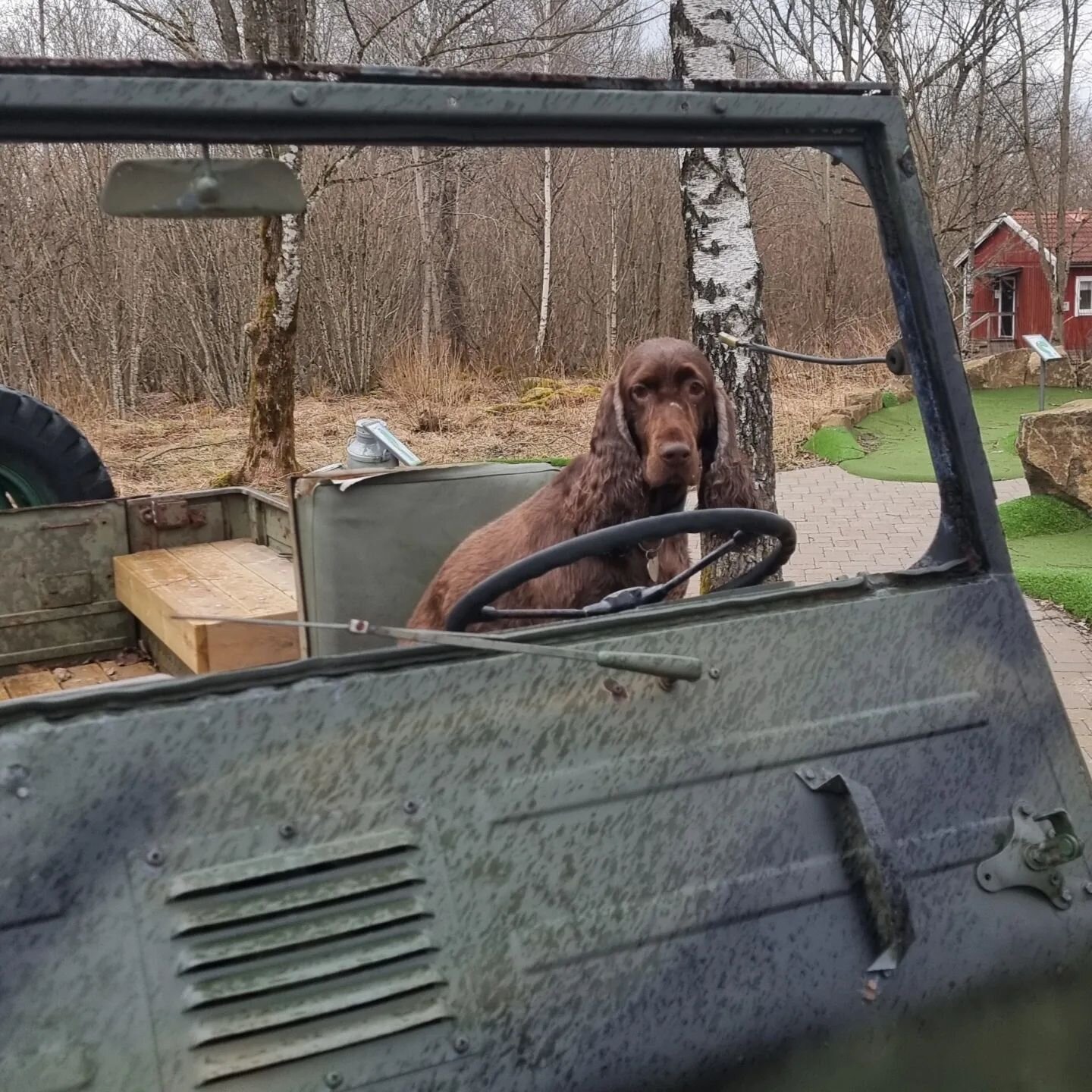 The Swedish sub-division of Kennel Falstrias found a mountain and had fun exploring in the rain! 

Alma took possession of the car like a true war general. Bacardi goofed around as usual and Ginnie enjoyed the view! 

#fieldspaniel #papillon #kennelf