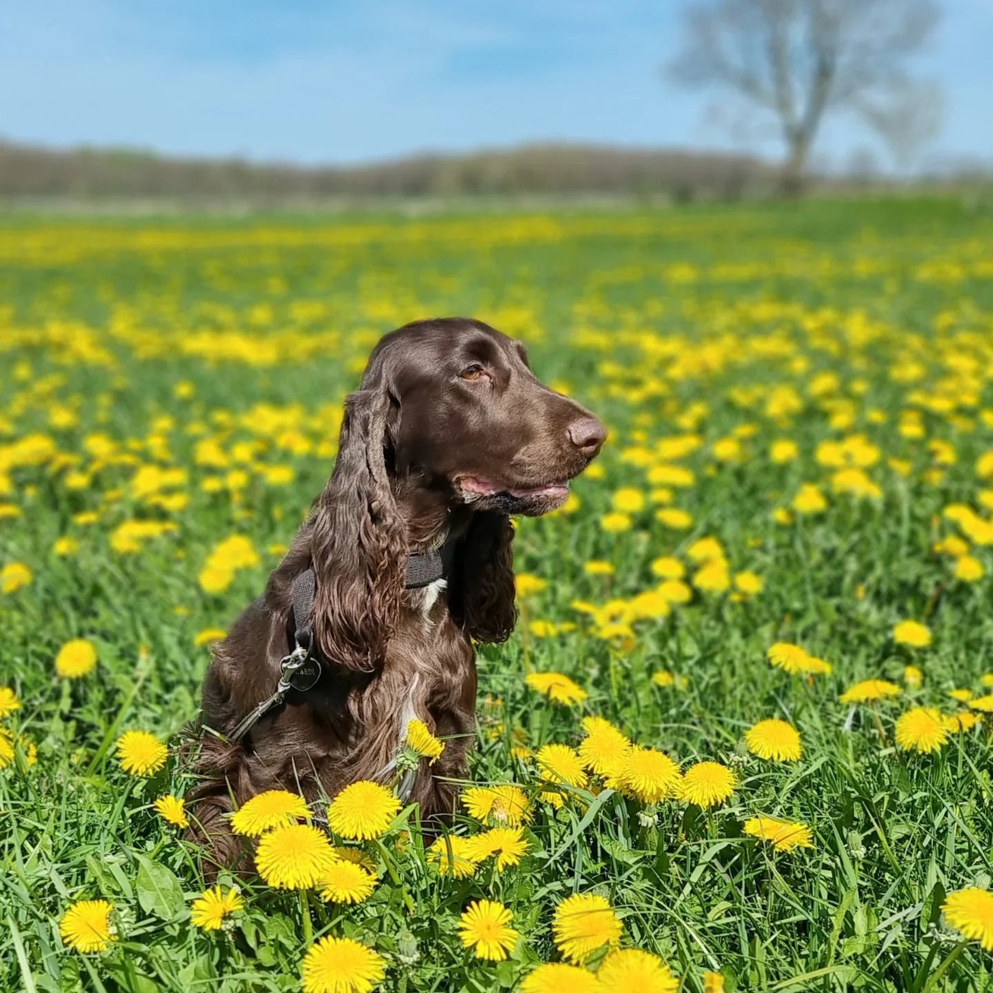 We are expecting Field Spaniel puppies!!! 

Hasaty's Happy Go-Lucky Me
X
TKN(US) SISSCG Falstrias Make A Memory

We expect a big litter of puppies early June. In this combi ation we expect liver and liver with tan markings puppies. 

Both parents hav
