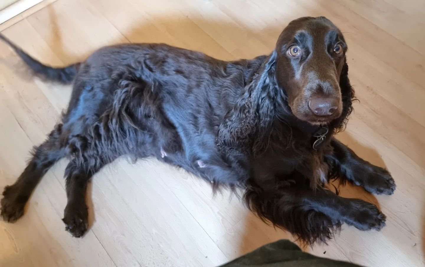 While Ginnie is out showing off her nose working skills, her daughter, Bacardi, is at home working hard on creating the next generation of super-sniffing, super-cuddly field spaniels. 
Still 3 weeks to go and already she is very pregnant-looking 🐳 
