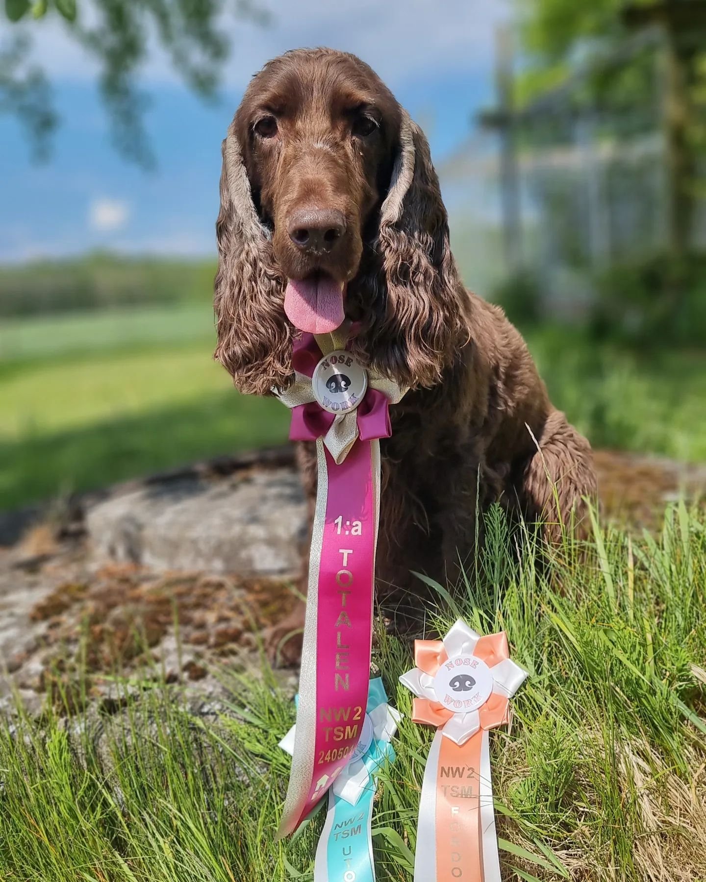 Today, our prizes came and Ginnie could have her victory picture 🎉 

NW2 TSM, Bua hamn, 1st of May. 

🥇1st place overall🥇
100 pts, 0 zero faults and her 2nd diploma in NW2. 

We also acheieved:
🥇1st place vehicle search
🥈2nd place exterior searc
