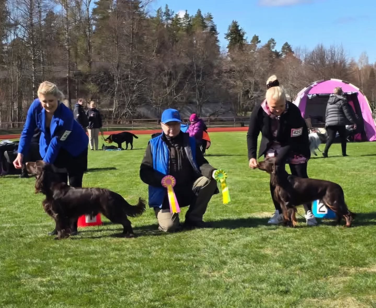 More Field news this weekend, this time from Finland and Winston!

Winston could not let sister Maggie have all the fame, so even he acheived EXC, CK, junior-cac, cac, Junior Best of Breed and Best of Breed. This is his 3rd junior CAC earning him a n