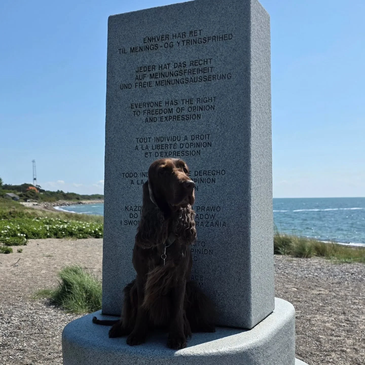 Hip hip Hooray! Today its Ginnies birthday! 

11 years and still going strong 💪 She is all gas and no brakes. The sweetest and most patient field spaniel. 

May we get many more years with her ❤️

Thank you @klazinanipius for this beautiful lady. No