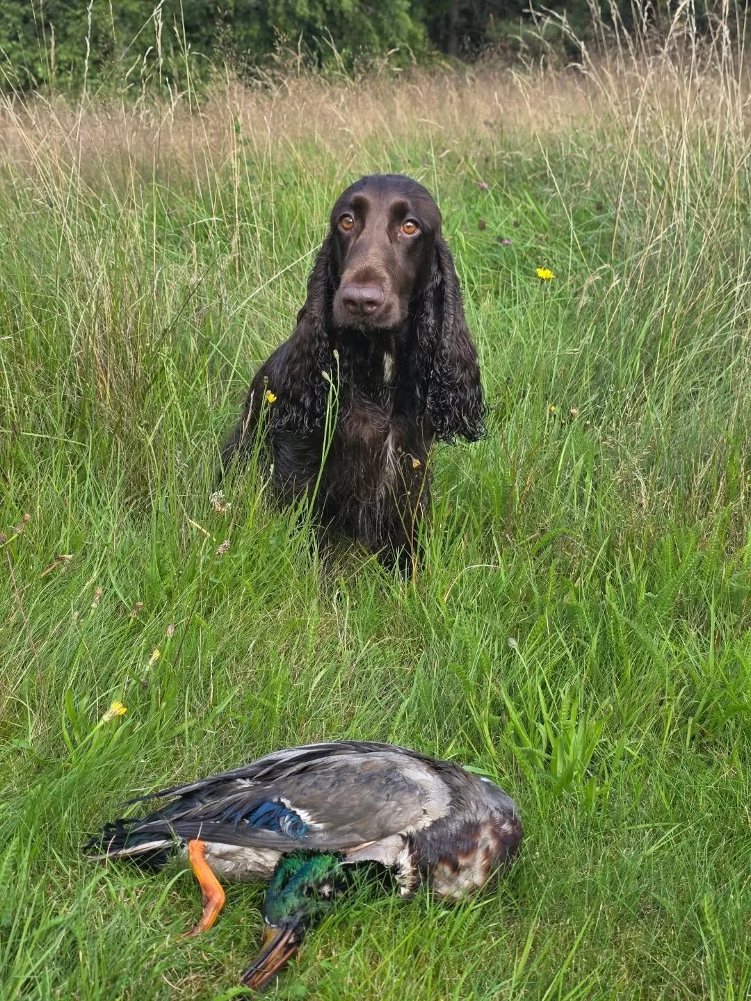 Bacardi did it! Today, we started our very first ever hunting test and Bacardi was calm in the shot, had great memory of the falling duck and retrieved it all the way to hand. She only took a few extra seconds to get into the water and then she swam 