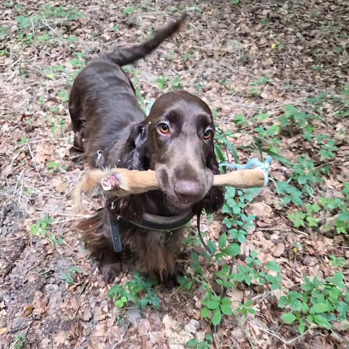 This morning Falstrias Maggie May officially passed her first bloodtracking test! 

Now we look forward to trying out open class tracking in the fall. 

#kennelfalstrias #viltsp&aring;r #bloodtracking #Maggiethefieldspaniel #rodstewartlitter #fieldsp
