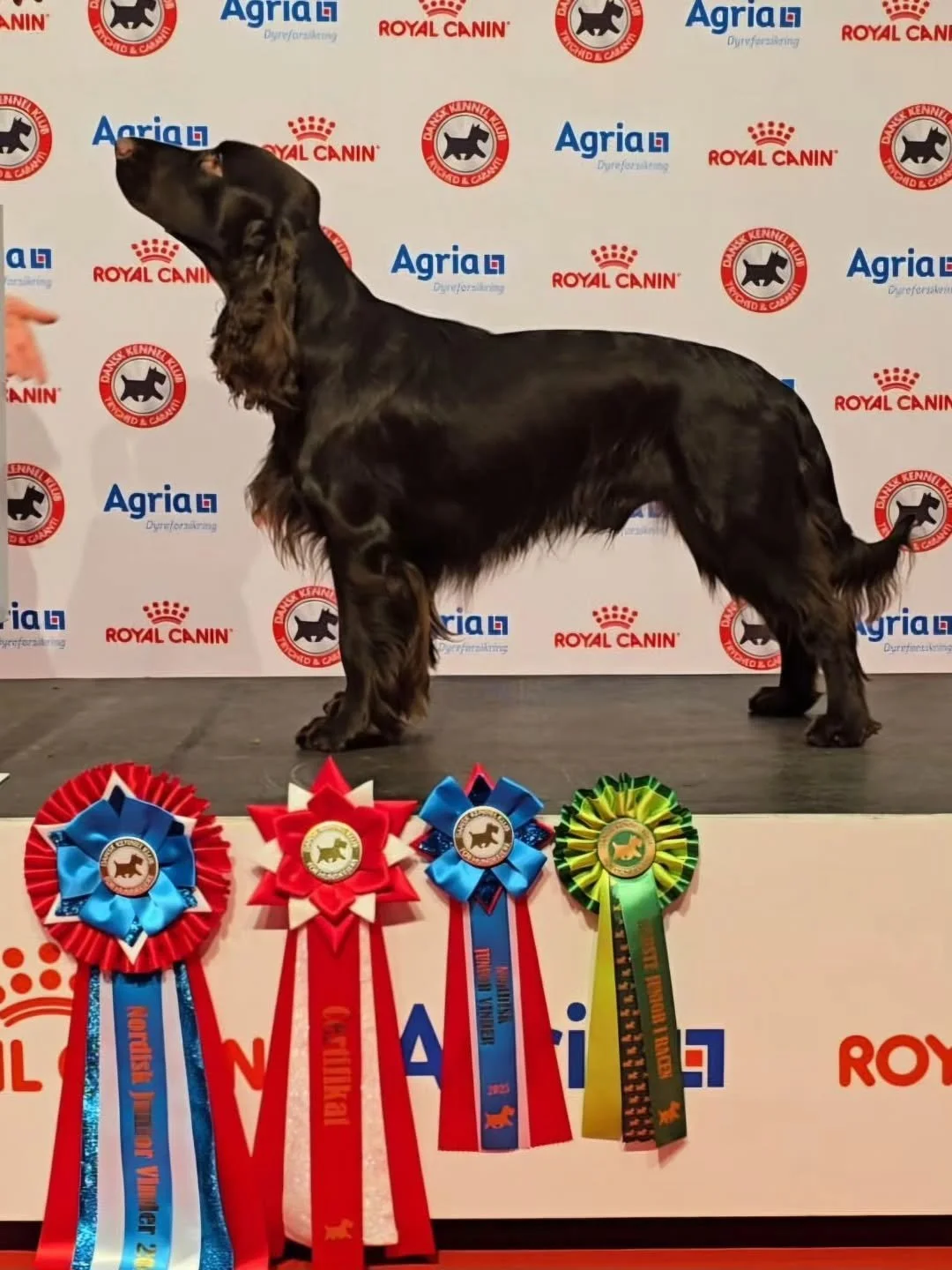 A big congrats to Winston gaining another title, anpther certificate and another junior cacib!

Lovingly shown and owned by @kettujenni78 &amp;  @pesonen.tiia 💪