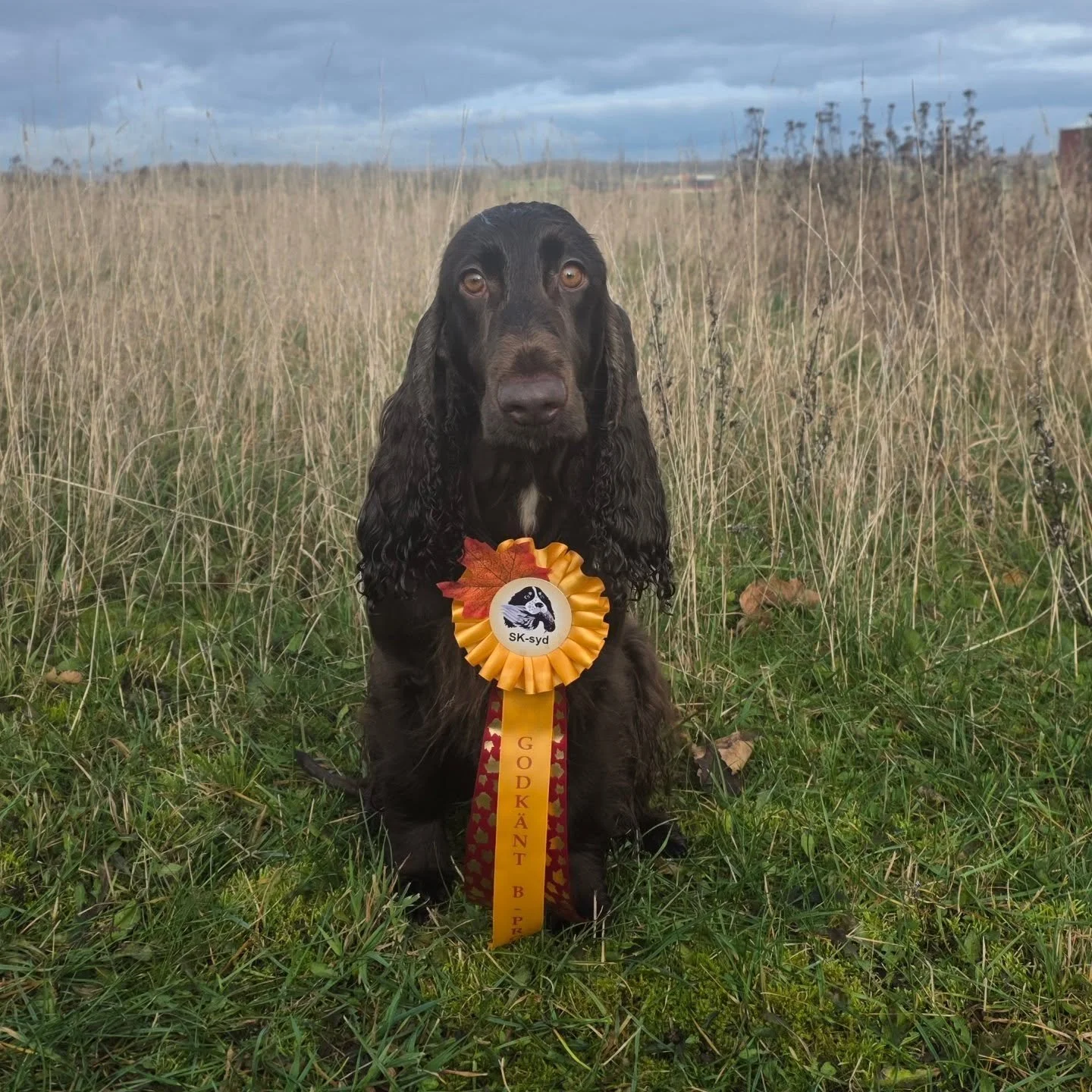 What a day!! Bacardi (Falstrias Make A Memory) did it!! At our second start at the swedish hunting trial Nyb-B we got an approved score with highest possible points on steadiness, retrievals and overall impression. Our development areas are speed and