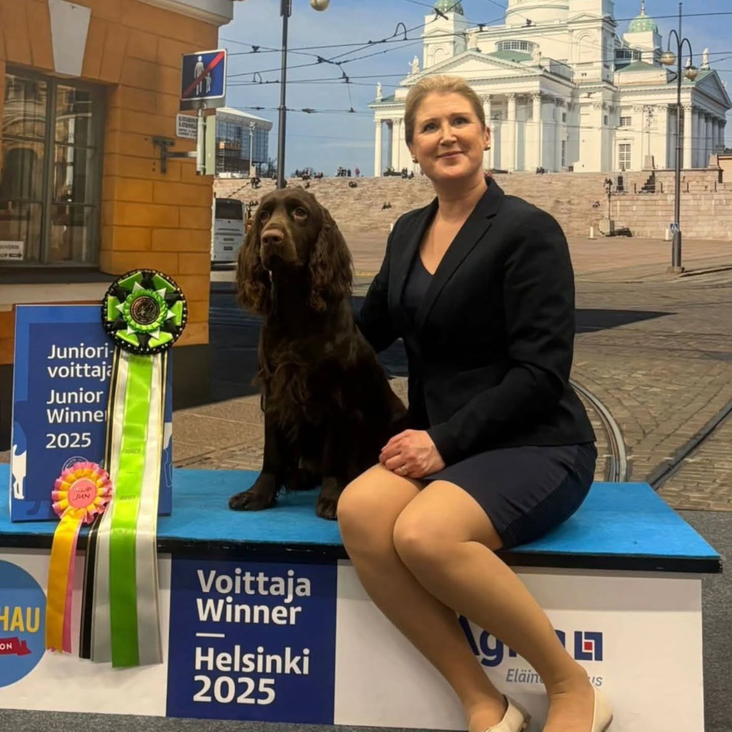 Last year Pilivi (Falstrias Castle In The Clouds) won Helsinki Junior winner, this year we congratulate Winston (Falstrias Some Guys Have All The Luck) on his new Finnish Junior Winner title! 

Well done to the whole team at Kennel Noblefields for th