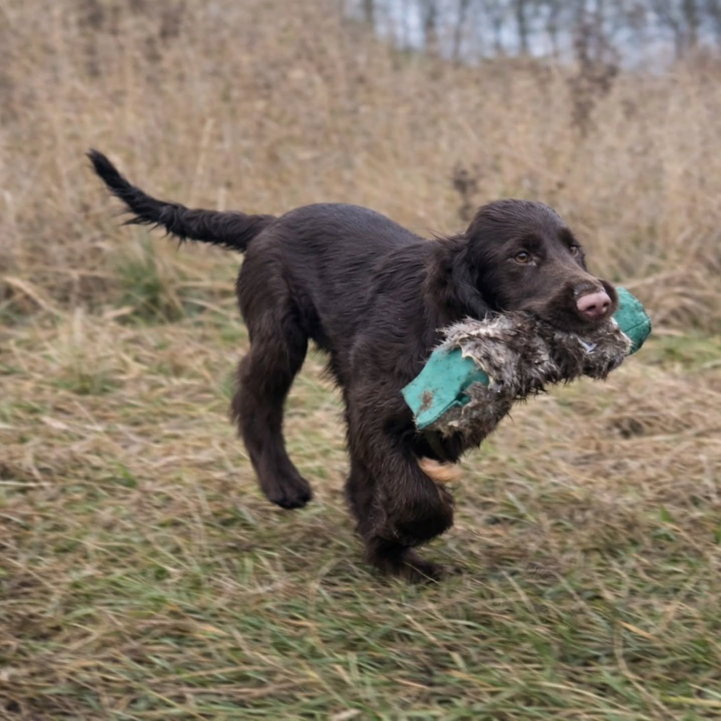 Today the dogs needed a bit of exercise after xmas! We took them to field and did some hunting and retrieving training. 

Puppy Havana got some puppy retrievals into tall grass and Maggie May got a few longer retrievals. 

Perfect efter xmas activity